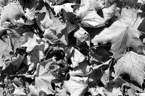 Autumn in Gananoque - October 27, 2012 IMG_2729corresizesharpcopyright