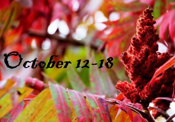 IMG_3864cropresizecopyright labelled